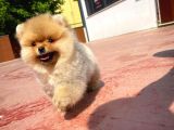 Irk Ve Sağlık Garantili Pomeranian Boo Yavrularımız