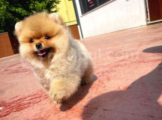 Irk Ve Sağlık Garantili Pomeranian Boo Yavrularımız