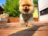 Irk Ve Sağlık Garantili Pomeranian Boo Yavrularımız