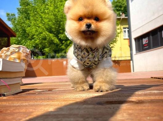 Irk Ve Sağlık Garantili Pomeranian Boo Yavrularımız görsel