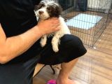 Lagotto Satmak İstiyoruz