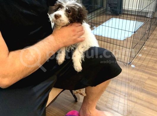 Lagotto Satmak İstiyoruz görsel