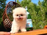 Ayı Surat Pomeranian Boo Yavrularımız