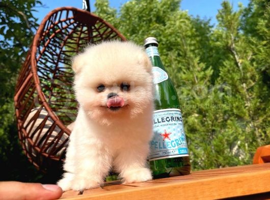 Ayı Surat Pomeranian Boo Yavrularımız görsel