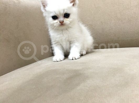 Çok Uyguna Muhteşem Yavrular görsel