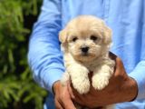 Sevimli Maltipoo