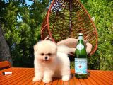 Ayı Surat Pomeranian Boo Yavrularımız