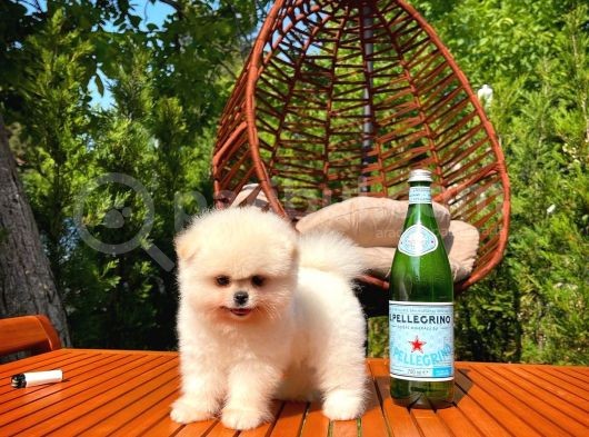Ayı Surat Pomeranian Boo Yavrularımız görsel