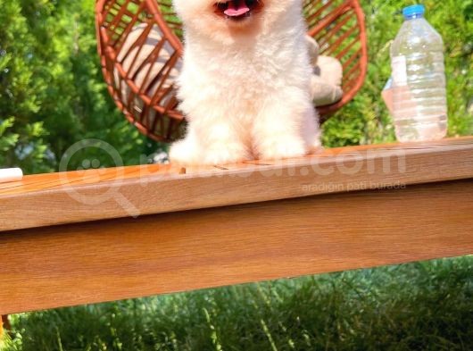 Ayı Surat Pomeranian Boo Yavrularımız görsel
