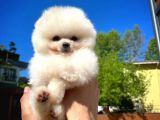 Aa Kalite Pomeranian Boo Oğlumuz Paşa