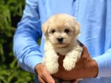 Sevimli Maltipoo