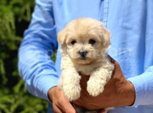 Sevimli Maltipoo