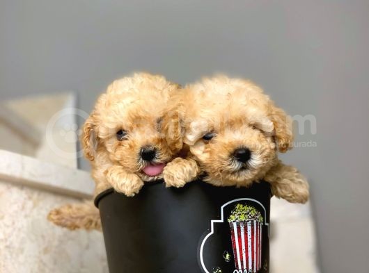 Safkan Toy Poodle Yavrularımız
