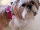 Shih-Tzu Yavruları