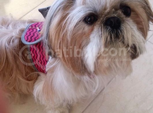 Shih-Tzu Yavruları görsel