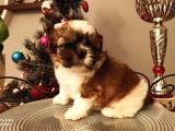 Shih-Tzu Yavruları