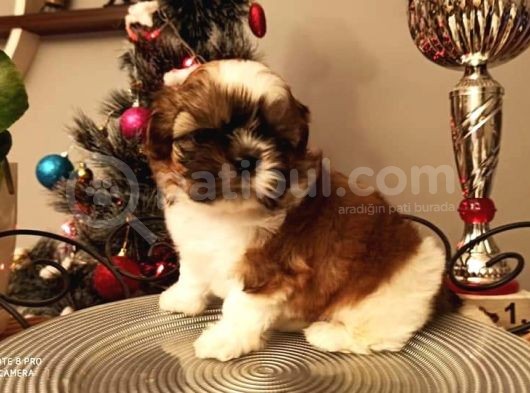 Shih-Tzu Yavruları görsel