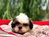 Shih-Tzu Yavruları