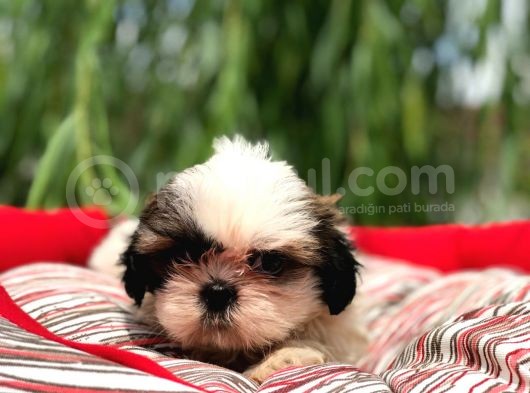 Shih-Tzu Yavruları görsel