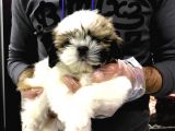 Shih-Tzu Yavruları