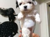 Shih-Tzu Yavruları
