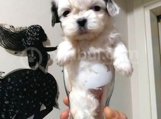 Shih-Tzu Yavruları görsel