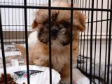 Shih-Tzu Yavruları