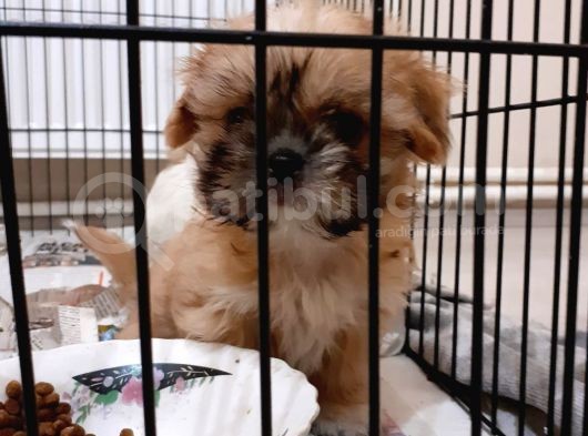 Shih-Tzu Yavruları