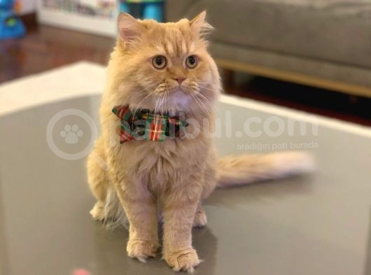 2 Aylık British Longhair Silver görsel
