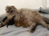 2 Aylık British Longhair Silver