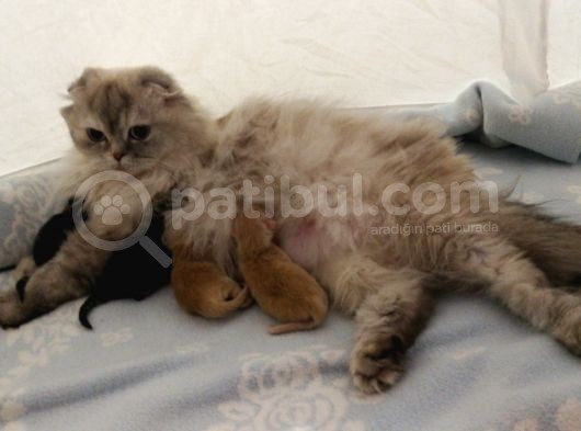 2 Aylık British Longhair Silver görsel