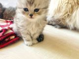 2 Aylık British Longhair Silver