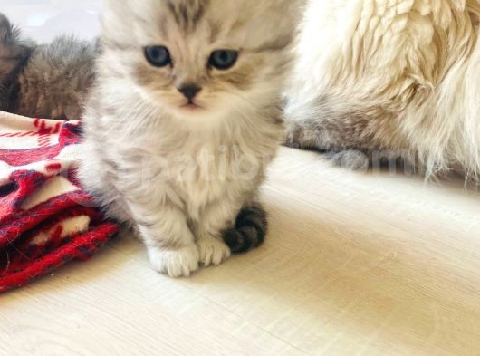 2 Aylık British Longhair Silver görsel