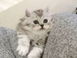 2 Aylık British Longhair Silver