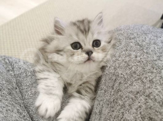 2 Aylık British Longhair Silver görsel