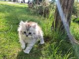 2 Aylık British Longhair Silver