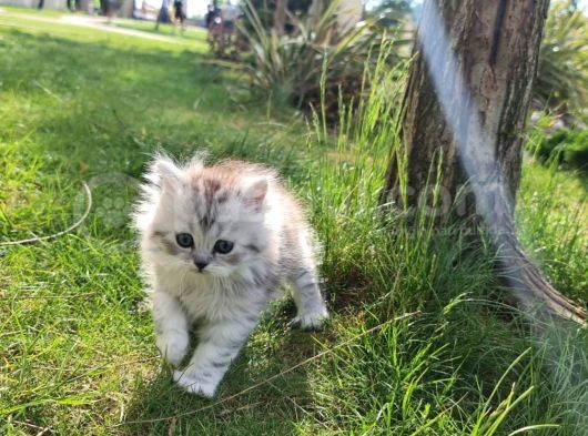 2 Aylık British Longhair Silver görsel