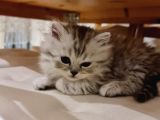 2 Aylık British Longhair Silver