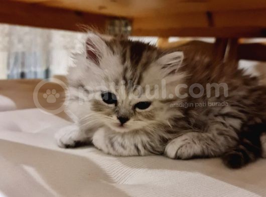 2 Aylık British Longhair Silver görsel