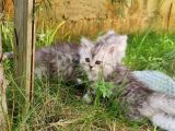 2 Aylık British Longhair Silver