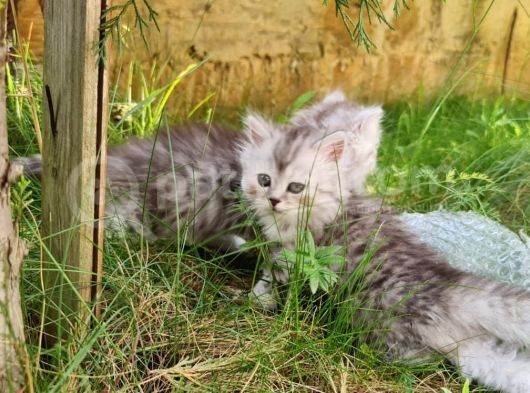 2 Aylık British Longhair Silver görsel