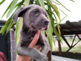 Cane Corso Yavruları