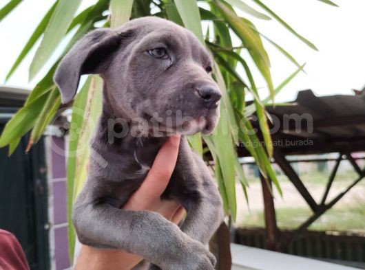 Cane Corso Yavruları