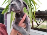 Cane Corso Yavruları