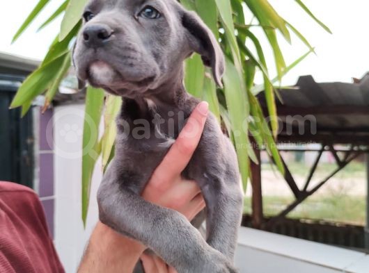 Cane Corso Yavruları görsel
