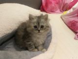 2 Aylık British Longhair Silver