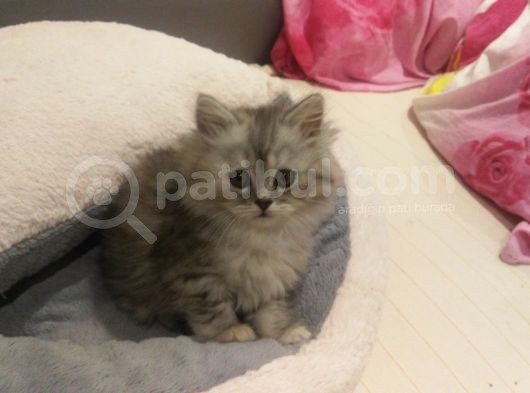 2 Aylık British Longhair Silver görsel