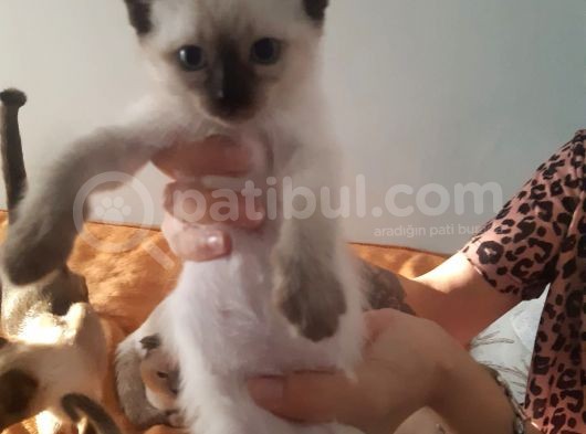 Sadece 2 Dışı Kedimiz Mevcut Elimizde Erkekler Verildi görsel
