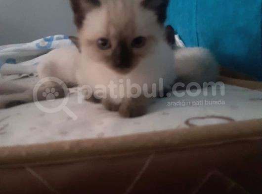 Sadece 2 Dışı Kedimiz Mevcut Elimizde Erkekler Verildi görsel