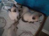 Sadece 2 Dışı Kedimiz Mevcut Elimizde Erkekler Verildi